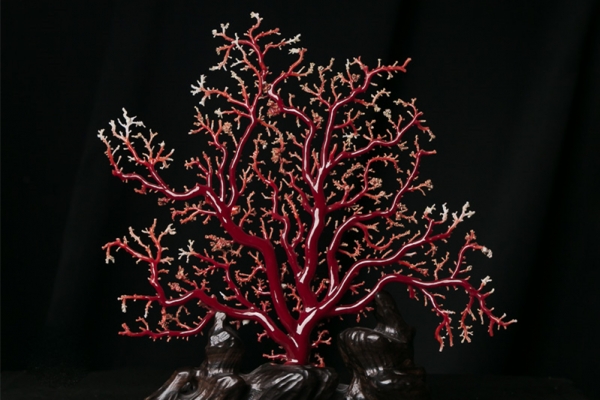 紅珊瑚褪色發(fā)白？你需要看看這篇紅珊瑚保養(yǎng)指南