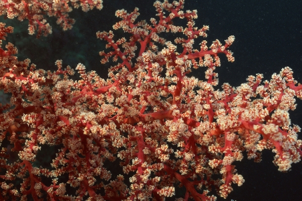 紅珊瑚成分是什么？紅珊瑚是怎樣形成的？