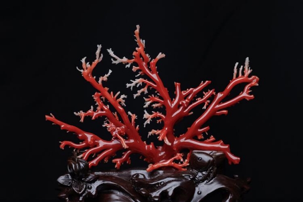 紅珊瑚圖片欣賞，紅珊瑚是什么？