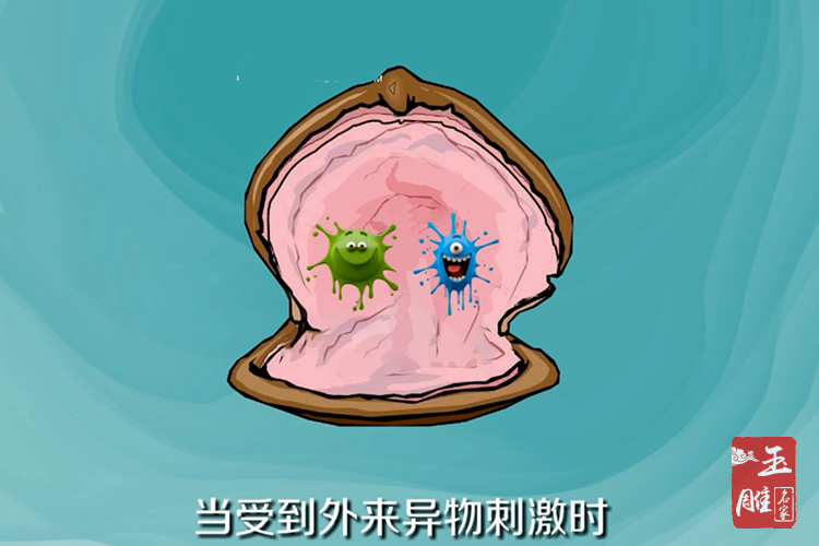 珍珠怎么形成的-玉雕名家